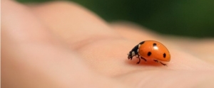 ladybug11